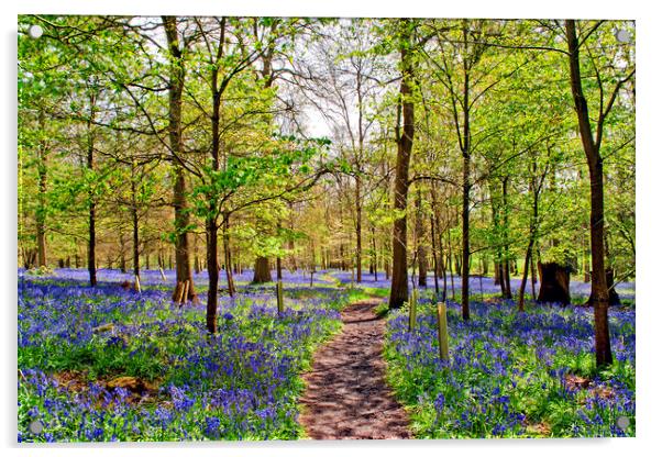 Enchanting Bluebell Woodland, Oxfordshire Acrylic by Andy Evans Photos