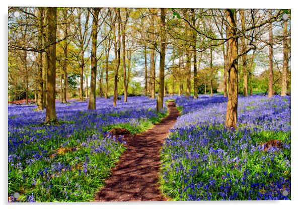 Oxfordshire's Enchanting Bluebell Woodland Acrylic by Andy Evans Photos