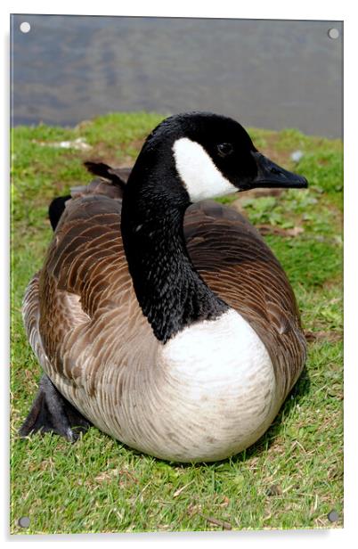 Captivating Canadian Geese Portrait Acrylic by Andy Evans Photos