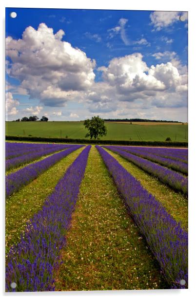 'Cotswolds Lavender Tapestry: A Summer's Melange' Acrylic by Andy Evans Photos