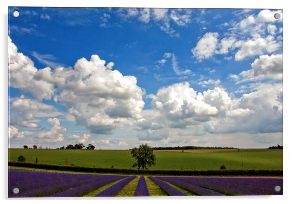 Lavender Bliss in Cotswold's Summer Acrylic by Andy Evans Photos