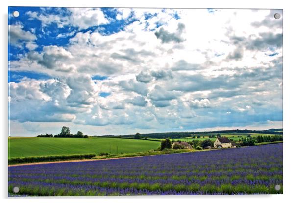 'Captivating Lavender Fields, Cotswolds Charm' Acrylic by Andy Evans Photos
