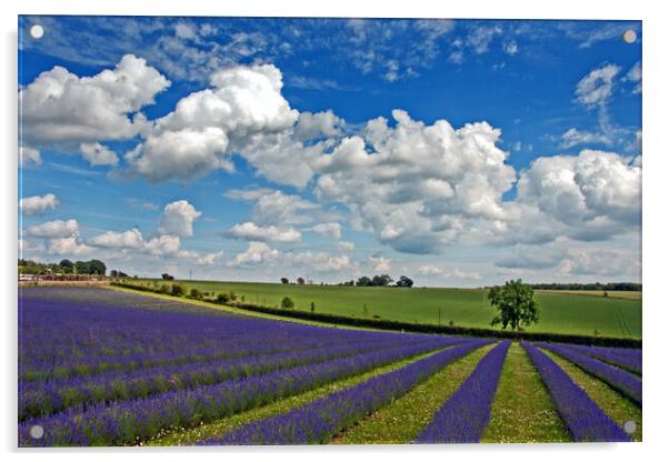 Enchanting Lavender Paradise, Cotswolds England Acrylic by Andy Evans Photos