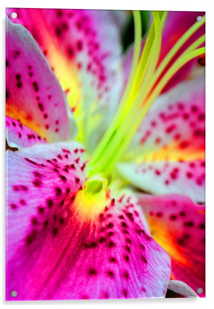 Pink Lily Acrylic by Andy Evans Photos