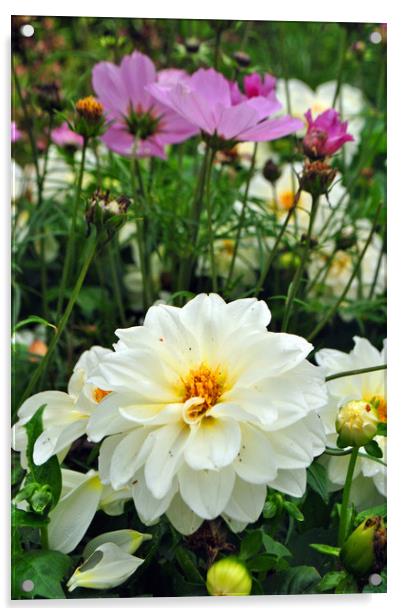 White Dahlia and Pink Coreopsis cosmos flowers Acrylic by Andy Evans Photos