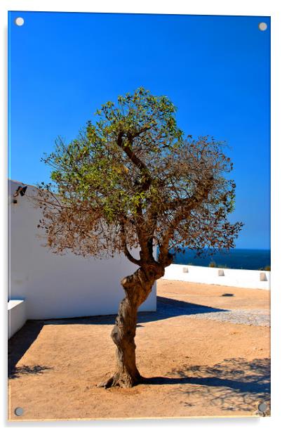  Old Olive tree in the Algarve Portugal Acrylic by Andy Evans Photos