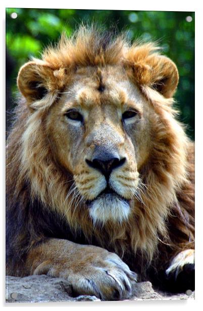 Asiatic Lion panthera leo persica big cat male Acrylic by Andy Evans Photos