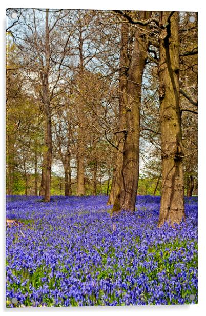 Bluebell Woods Greys Court Oxfordshire Acrylic by Andy Evans Photos