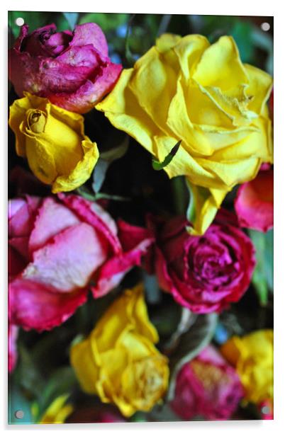 Yellow Pink And Red Rose's Summer Flowers Acrylic by Andy Evans Photos