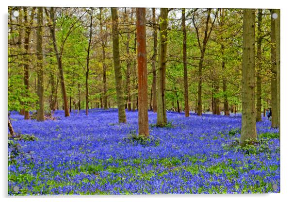 Bluebell Woods Greys Court Oxfordshire England Acrylic by Andy Evans Photos