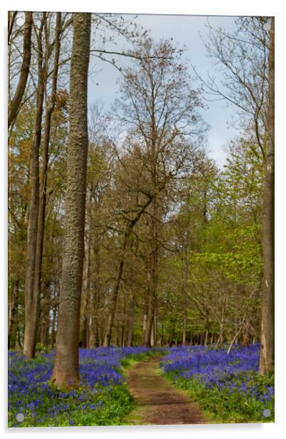 Bluebell Woods Greys Court Oxfordshire England UK Acrylic by Andy Evans Photos