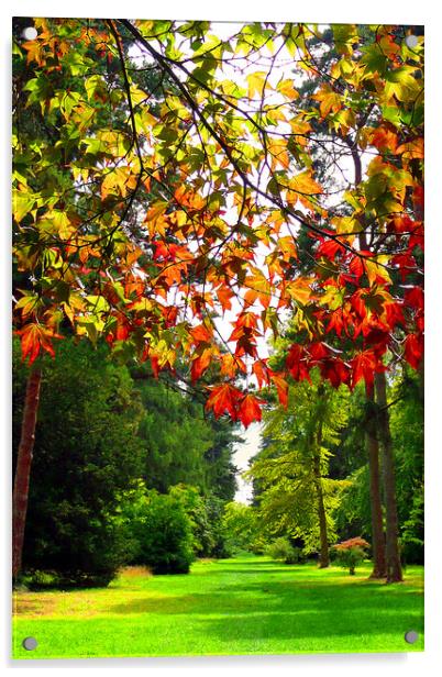 Autumn Acer Tree Westonbirt Arboretum Cotswolds Acrylic by Andy Evans Photos