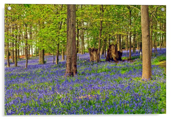 Bluebell Woods Greys Court Oxfordshire Acrylic by Andy Evans Photos