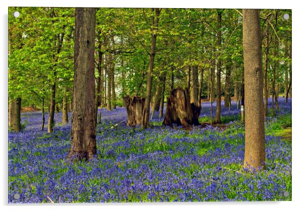 Bluebell Woods Greys Court Oxfordshire England UK Acrylic by Andy Evans Photos