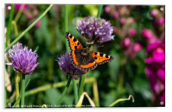 Butterfly on Chives Acrylic by David Hancox