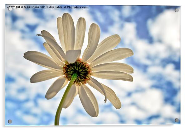 white Daisy against a blue cloudy sky Acrylic by Mark Stone