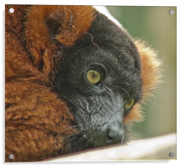 Watchful Lemur Acrylic by Sam Jowett