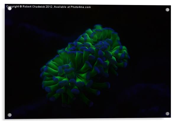 Hammer / Anchor Coral (Euphyllia ancora) Acrylic by Robert Chadwick