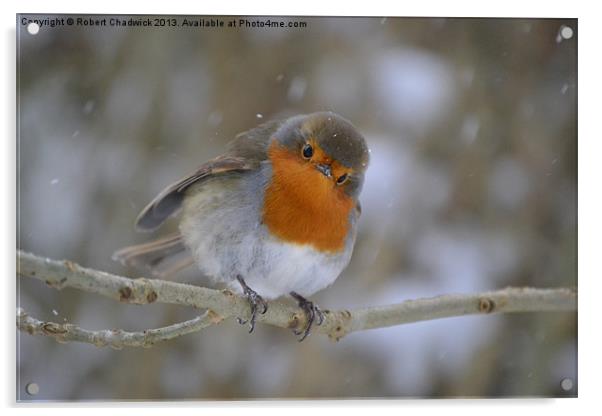 Robin in the snow Acrylic by Robert Chadwick