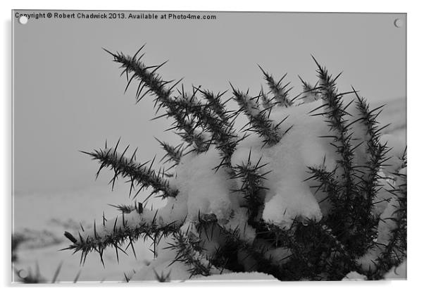 thorny snow Acrylic by Robert Chadwick