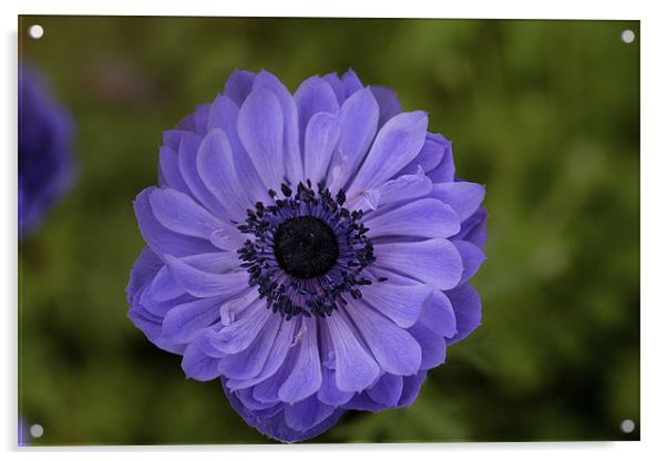 purple flower 2 Acrylic by anne lyubareva