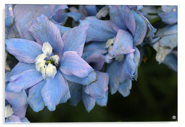 more blue flowers Acrylic by anne lyubareva