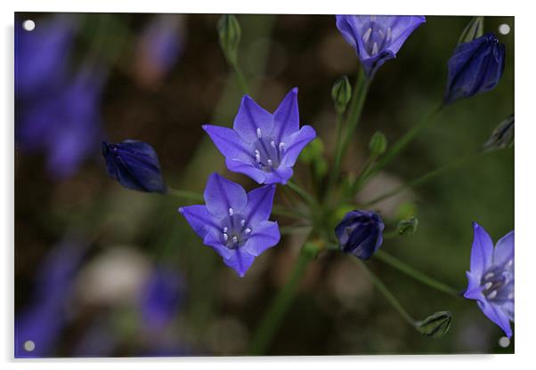 blue flowers 3 Acrylic by anne lyubareva