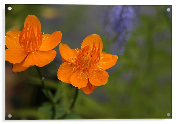 2 orange flowers Acrylic by anne lyubareva