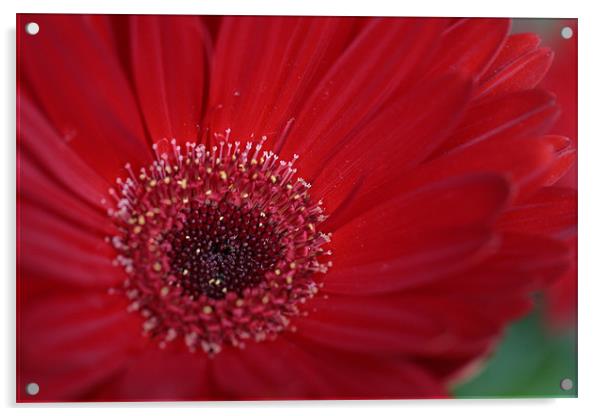 red flower Acrylic by anne lyubareva