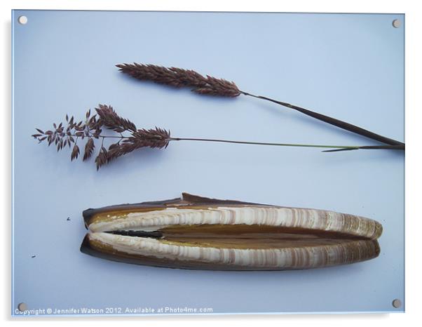 Razor Shell and Grass Acrylic by Jennifer Henderson