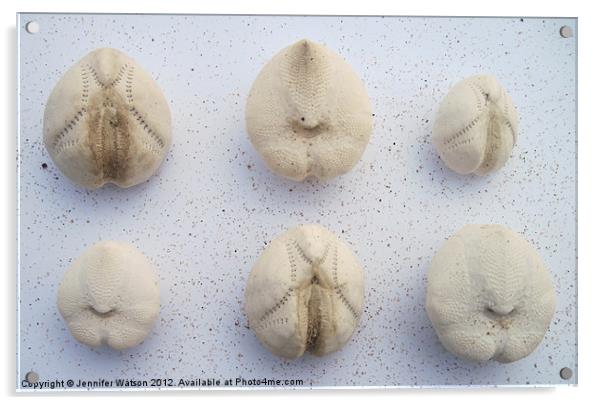 Six Sea Potatoes Acrylic by Jennifer Henderson