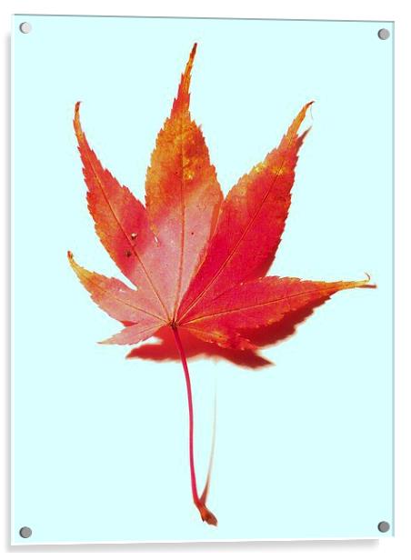 Red maple leaf Acrylic by Jennifer Henderson
