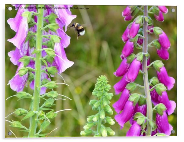 Foxgloves and bee Acrylic by Jennifer Henderson