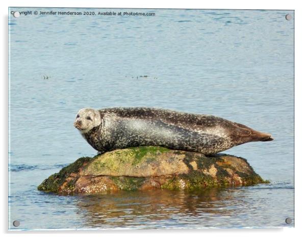 Common Seal basking Acrylic by Jennifer Henderson