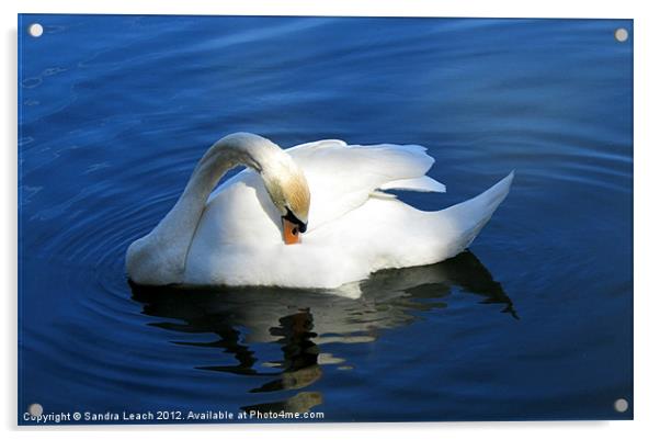 Swan Lake Acrylic by Sandra Leach