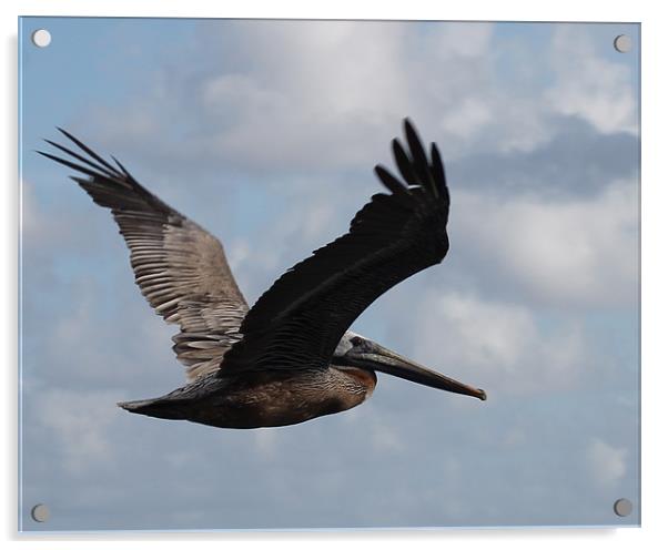 The Pelican Acrylic by Stan Dooley