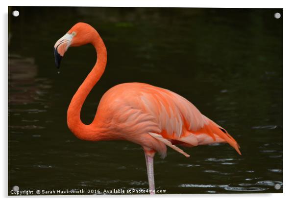 Bright Pink Flamingo Acrylic by Sarah Hawksworth