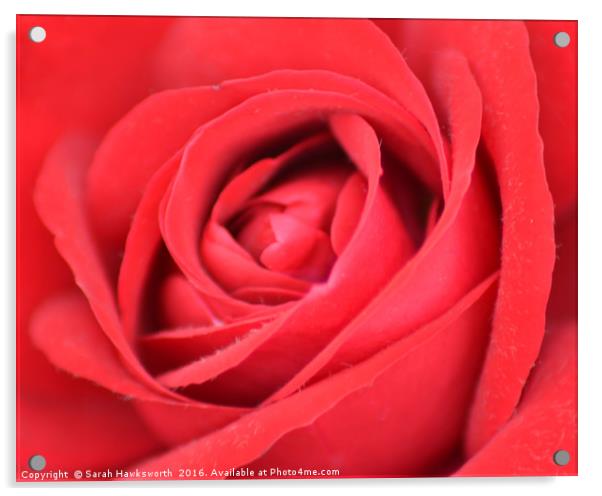 Red Rose Acrylic by Sarah Hawksworth