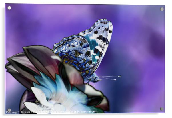 Butterfly on flower Acrylic by Sarah Hawksworth