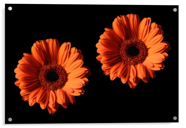 Two Orange Gerber Daisies on Black Backgrounds Acrylic by Sarah Hawksworth