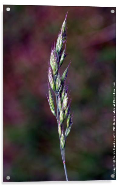 Grass Seeds Acrylic by Sarah Hawksworth