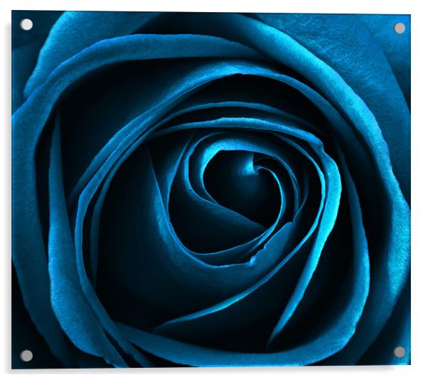 blue rose Acrylic by clayton jordan