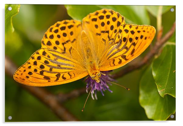 The Silver-washed Fritillary Acrylic by Olgast 
