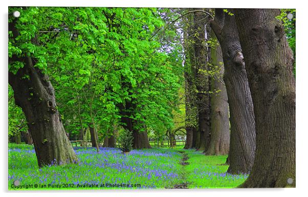 Bluebells in spring Acrylic by Ian Purdy