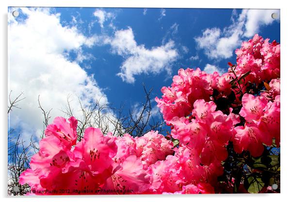 Pink Azaleas Acrylic by Ian Purdy