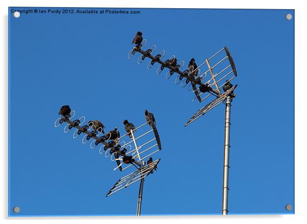 starlings on tv aerials Acrylic by Ian Purdy