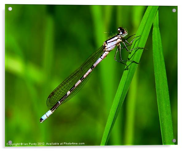 Young Damselfly Acrylic by Ian Purdy