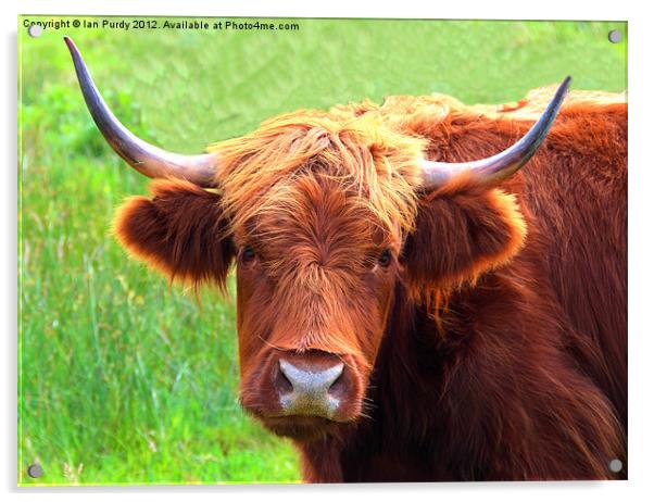 Highland cow Acrylic by Ian Purdy