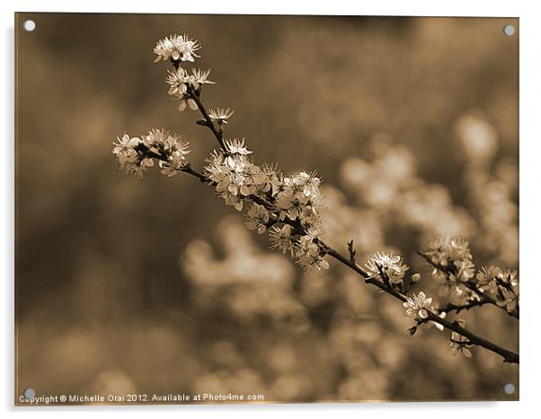 Branch of Blossom Acrylic by Michelle Orai