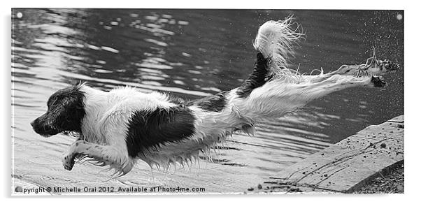 Diving Spaniel Acrylic by Michelle Orai